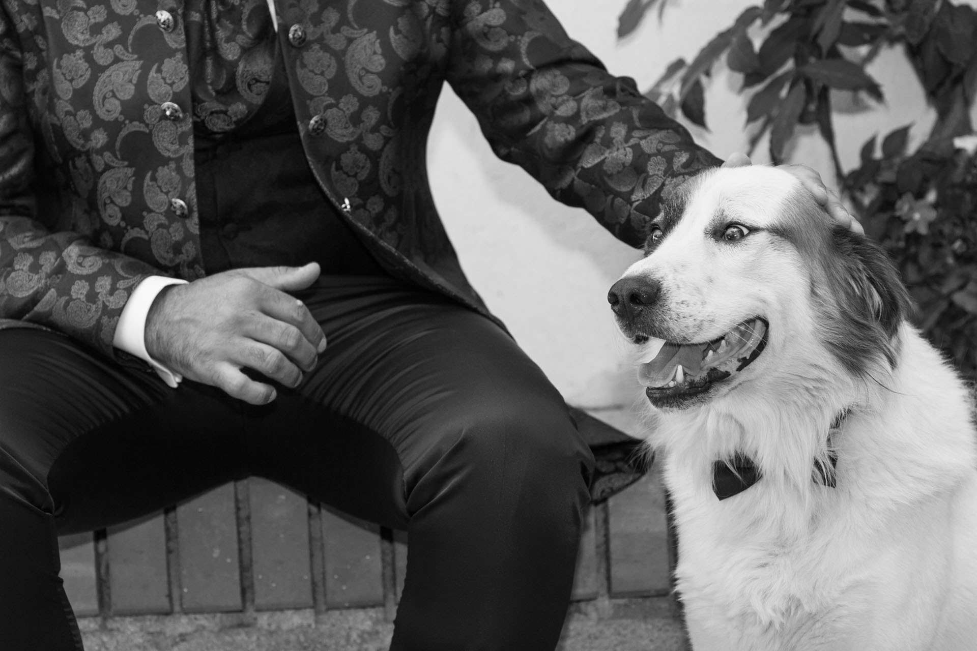 Ritratto fotografico Matrimonio Messina. Sposo con cane.